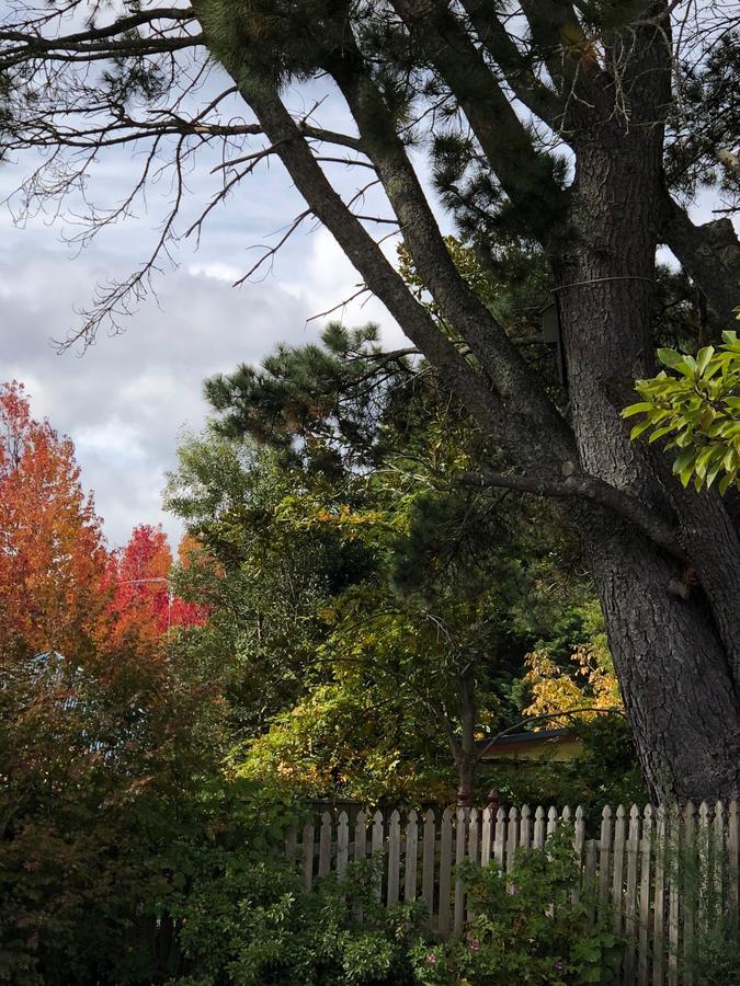 Norwood Mountain Lodge Blackheath Bagian luar foto